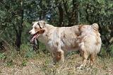 BERGER AUSTRALIEN 509